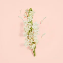Gucci Bloom Ambrosia dOro Parfum 30 ml -tuoksu