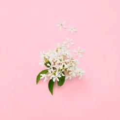 Gucci Flora Gorgeous Jasmin for Woman Eau de Parfum tuoksu 30 ml