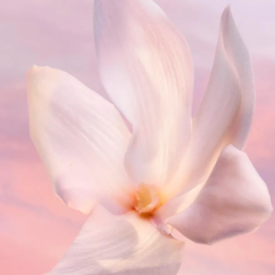 La vie est Belle Vanille Nude 50 ml -tuoksu