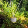 Metsä/Skogen UNI-tuoksudiffuuseri 100 ml